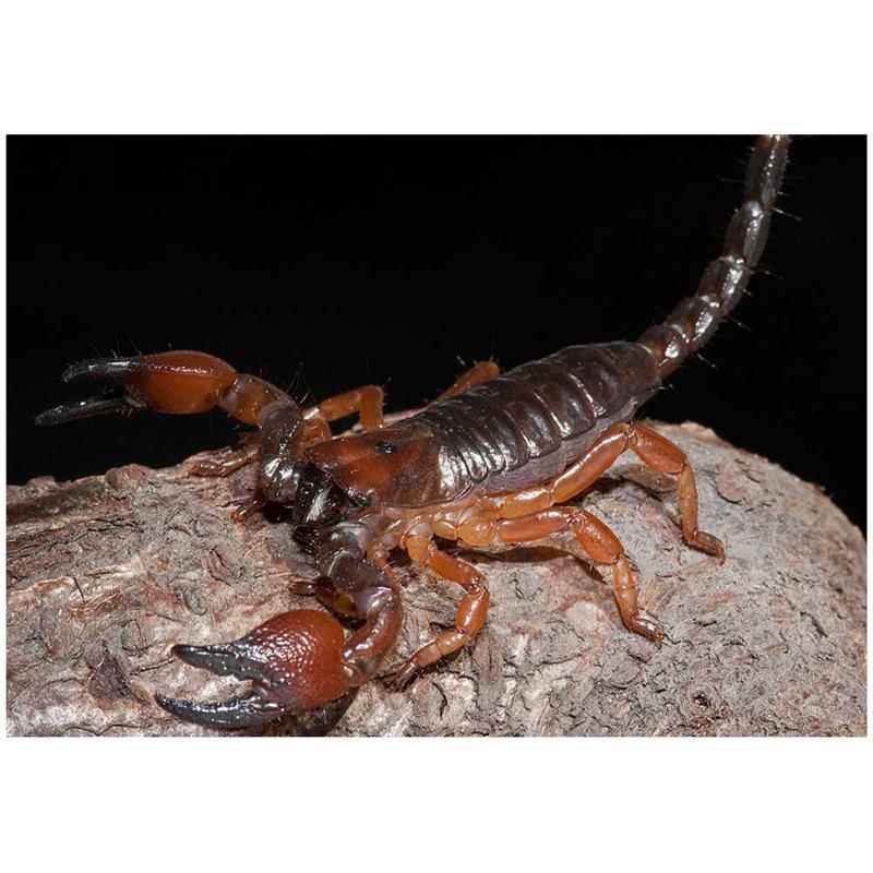 Scorpion Pandinus cavimanus (Tanzanian Red Clawed Scorpion) - imagine 4